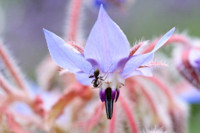 Edible flowers, Calendula, , Borago Officinalis, Cool Tankard, Talewort, Tailwort, Blue flowers